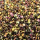 DBL0023 Bronze AB Metallic, Approx. 5.2gr, Size 8/0 Miyuki Delica Beads, Colour Code 0023 DBL0023 Bronze AB Metallic, Approx. 5.2gr, Size 8/0 Miyuki Delica Beads, Colour Code 0023
